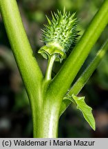 Datura stramonium (bieluń dziędzierzawa)