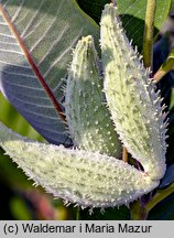 Asclepias syriaca (trojeść amerykańska)