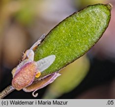 Draba verna (wiosnówka pospolita)