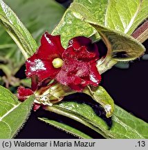 Lonicera involucrata (wiciokrzew skrytoowocowy)