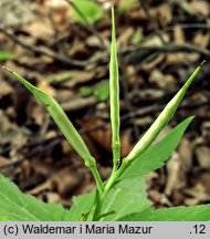 Dentaria enneaphyllos (żywiec dziewięciolistny)