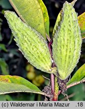 Asclepias syriaca (trojeść amerykańska)