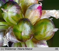 Allium vineale (czosnek winnicowy)