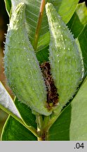 Asclepias syriaca (trojeść amerykańska)