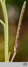 Cardamine hirsuta (rzeżucha włochata)