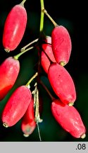 Berberis vulgaris (berberys zwyczajny)