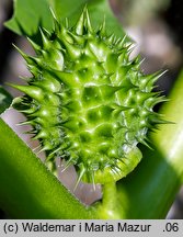 Datura stramonium (bieluń dziędzierzawa)