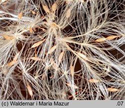 Typha latifolia (pałka szerokolistna)