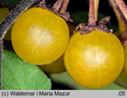 Solanum alatum (psianka skrzydlata)