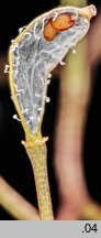 Draba verna (wiosnówki pospolitej)