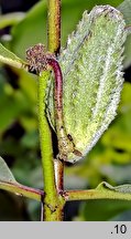 Asclepias syriaca (trojeść amerykańska)