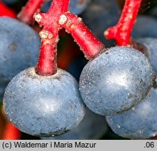 Parthenocissus inserta (winobluszcz zaroślowy)