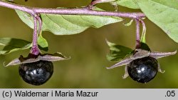 Atropa bella-donna (pokrzyk wilcza jagoda)