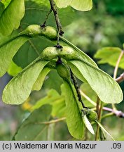 Acer pseudoplatanus (klon jawor)