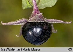 Atropa bella-donna (pokrzyk wilcza jagoda)