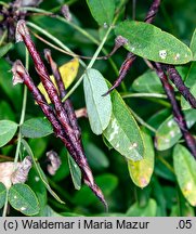 Caragana arborescens (karagana syberyjska)