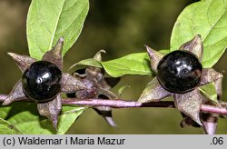 Atropa bella-donna (pokrzyk wilcza jagoda)