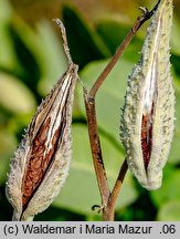 Asclepias syriaca (trojeść amerykańska)