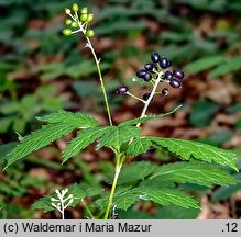 Actaea spicata (czerniec gronkowy)