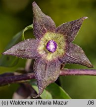 Atropa bella-donna (pokrzyk wilcza jagoda)