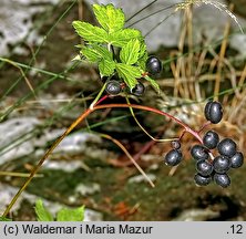 Actaea spicata (czerniec gronkowy)