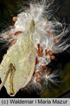 Asclepias syriaca (trojeść amerykańska)