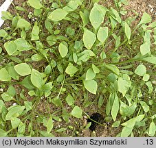 Claytonia perfoliata (klejtonia przeszyta)
