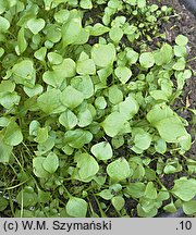 Claytonia perfoliata (klejtonia przeszyta)