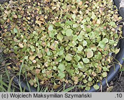 Claytonia perfoliata (klejtonia przeszyta)