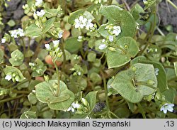 Claytonia perfoliata (klejtonia przeszyta)