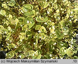 Claytonia perfoliata (klejtonia przeszyta)