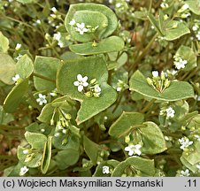 Claytonia perfoliata (klejtonia przeszyta)