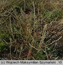 Kochia laniflora (mietelnik piaskowy)