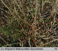 Kochia laniflora (mietelnik piaskowy)