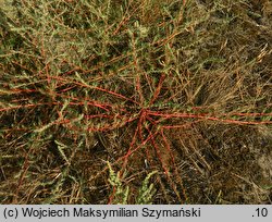 Kochia laniflora (mietelnik piaskowy)