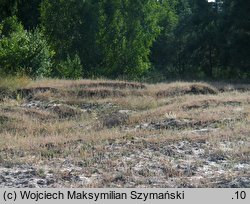 Kochia laniflora (mietelnik piaskowy)