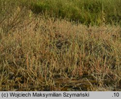 Kochia laniflora (mietelnik piaskowy)