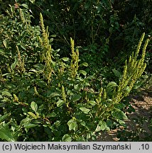 Amaranthus powellii (szarłat prosty)