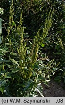Amaranthus powellii (szarłat prosty)