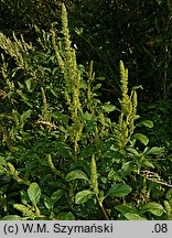 Amaranthus powellii (szarłat prosty)