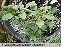 Amaranthus spinosus