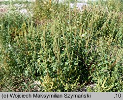 Amaranthus powellii (szarłat prosty)