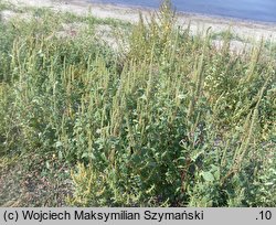 Amaranthus powellii (szarłat prosty)