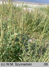 Amaranthus powellii (szarłat prosty)