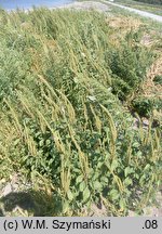 Amaranthus powellii (szarłat prosty)