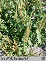 Amaranthus powellii (szarłat prosty)