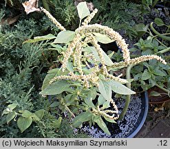 Amaranthus spinosus