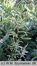 Amaranthus spinosus