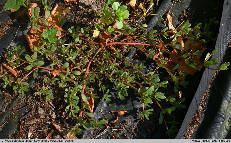 Portulaca oleracea ssp. oleracea (portulaka pospolita typowa)