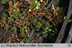 Portulaca oleracea ssp. oleracea (portulaka pospolita typowa)